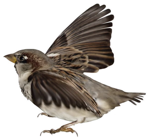 Нарисованный Воробей на белом фоне