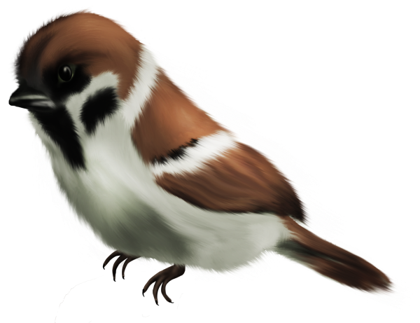 Воробей на белом фоне