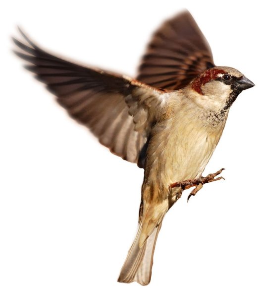 Зимние птицы на прозрачном фоне