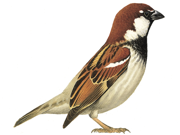 Воробей на прозрачном фоне