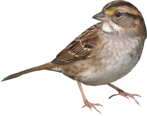 Воробей мультяшный