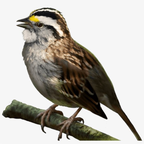 Воробей на белом фоне