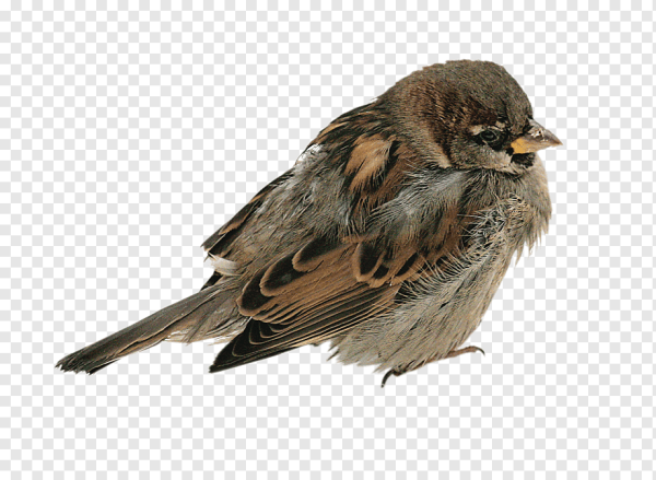 Лесные птицы на белом фоне