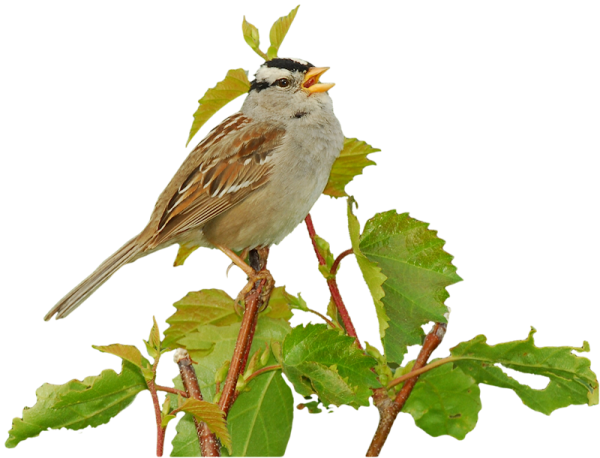 Воробьи мультяшные