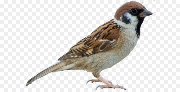 Воробьи мультяшные