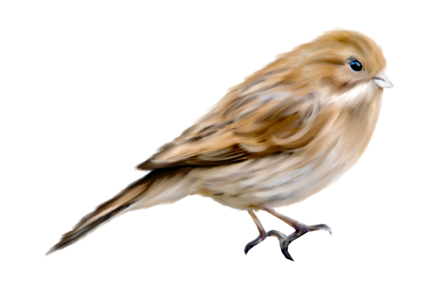 Воробей на белом фоне