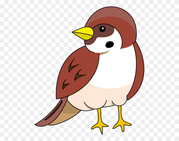 Воробей на белом фоне