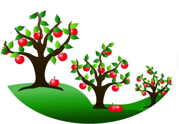 Плодовые деревья для сада