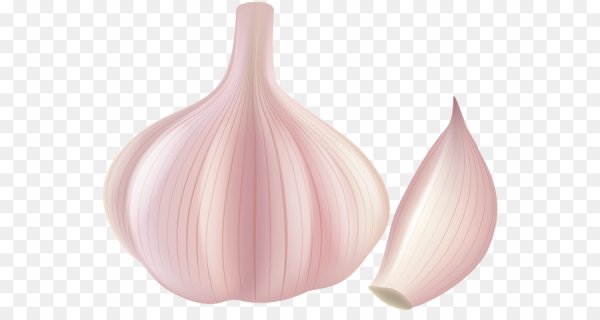 Чеснок вектор