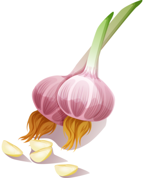 Изображение чеснока