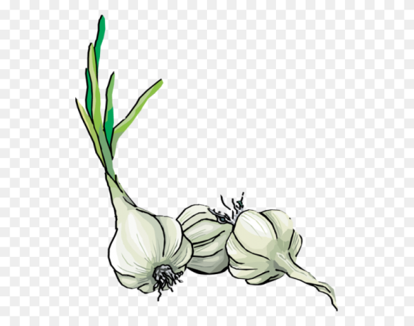 Нарисовать чеснок