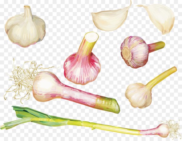 Чеснок головка вектор