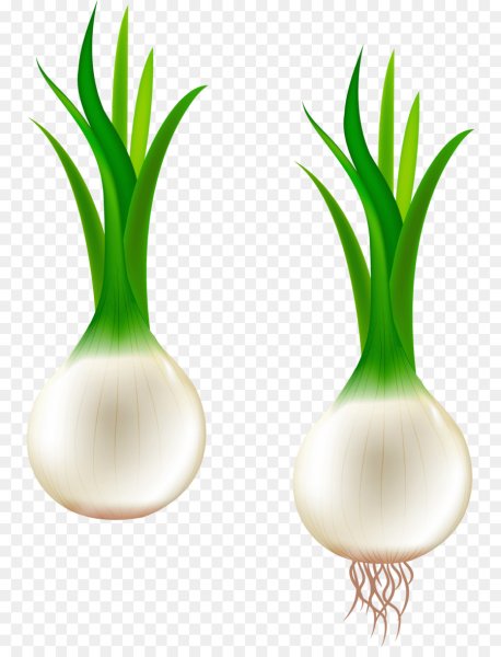 Лук зеленый