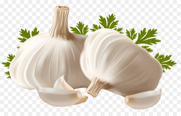 Лук чеснок вектор