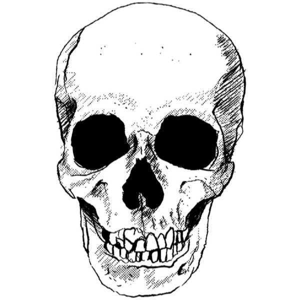 Череп на белом фоне