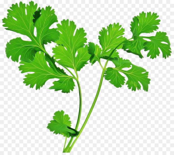 Листик петрушки