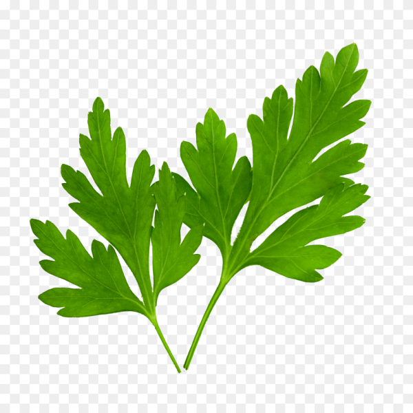 Parsley coriander