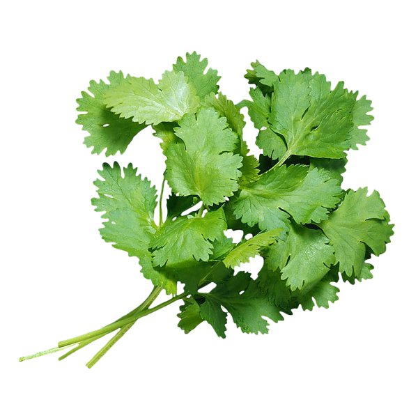 Зелень кинза (кориандр)