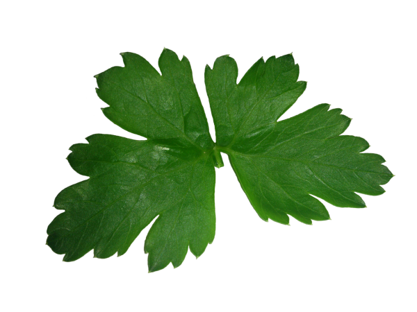 Parsley coriander