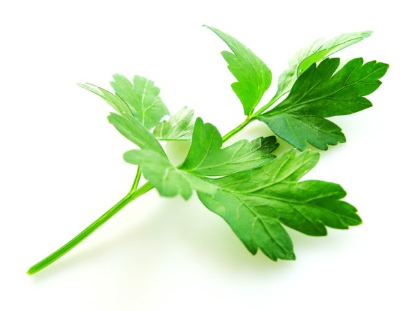 Петрушка Альба