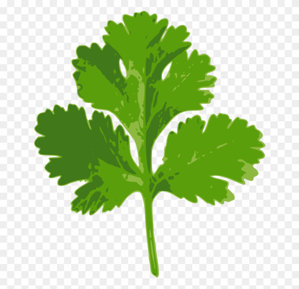 Лист петрушки и лист кинзы