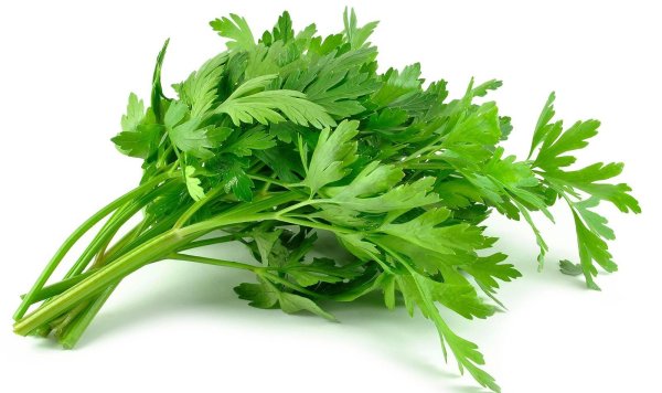 Кинза сельдерей петрушка