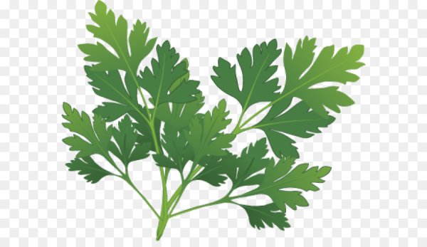 Петрушка трава