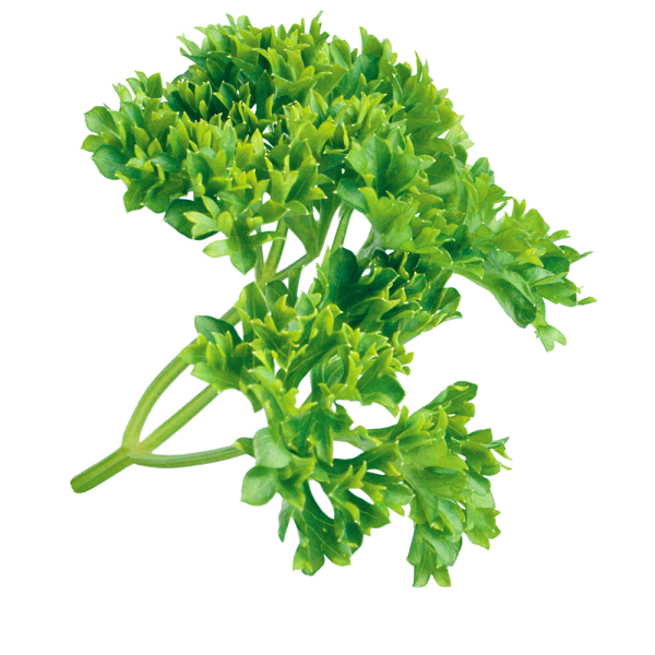 Петрушка ЗТП