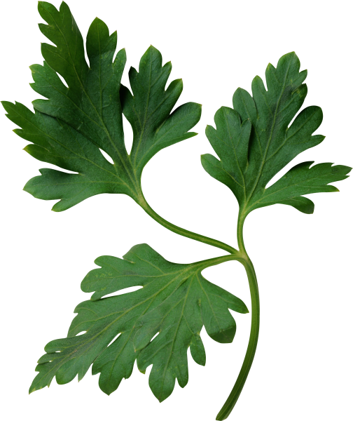 Петрушка parsley