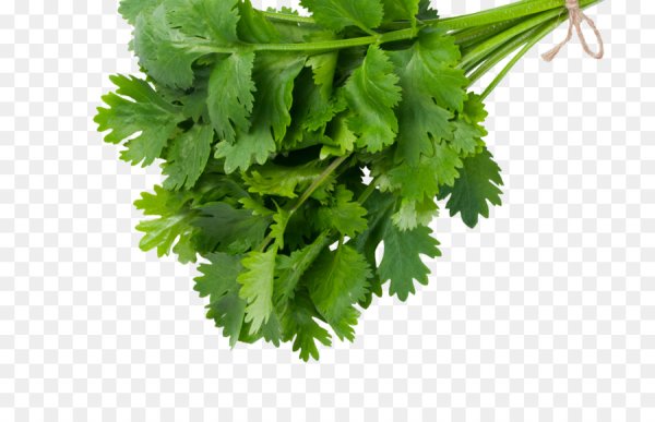 Зелень без фона