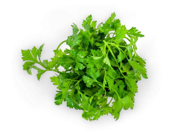 Петрушка руккола базилик вектор