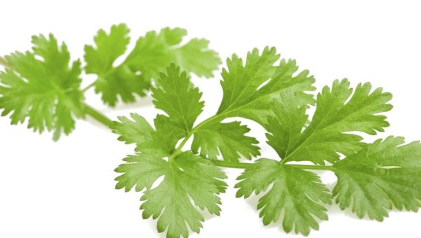 Петрушечка зелень укроп веточка