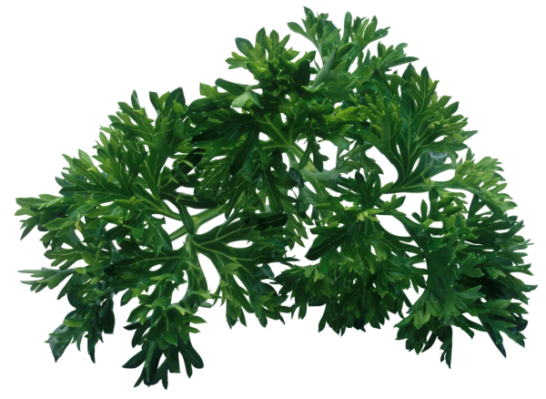 Зелень петрушка укроп