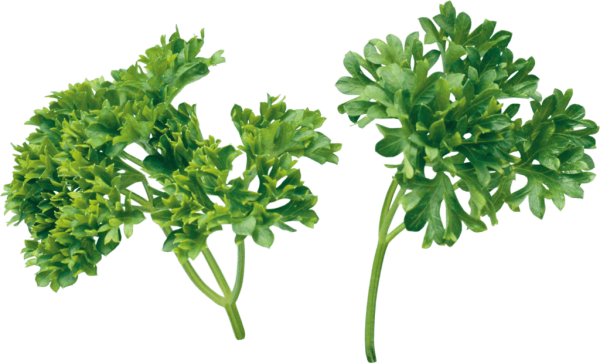 Листик кудрявая петрушка
