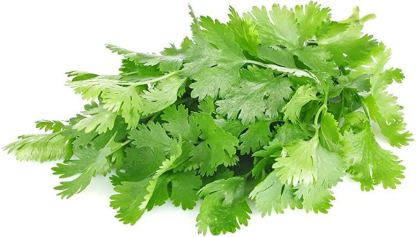 Укроп петрушка кинза в PNG