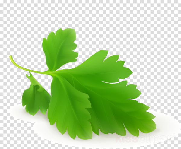 Листик кинзы