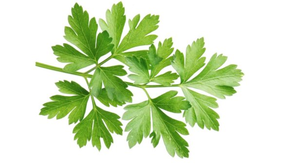 Петрушка ЗТП