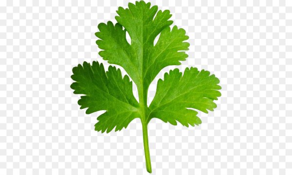 Кориандр листья