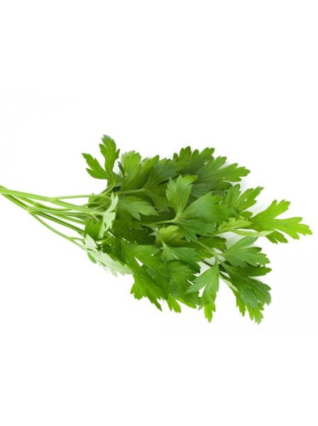 Кинза руккола