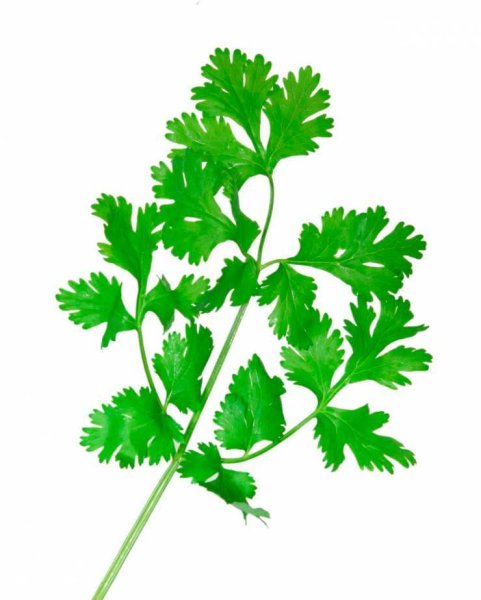 Петрушка parsley