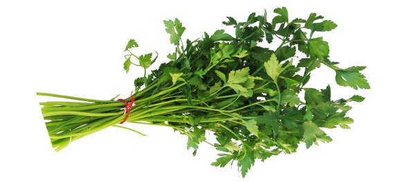 Зелень укроп петрушка сверху