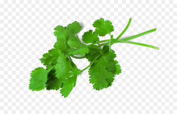 Листик кинзы и петрушки