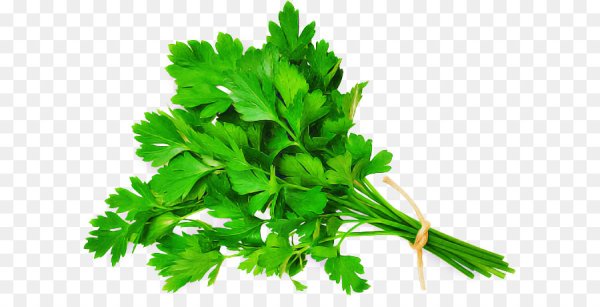 Веточка петрушки