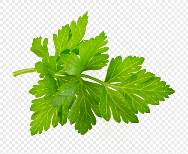 Кориандр без фона