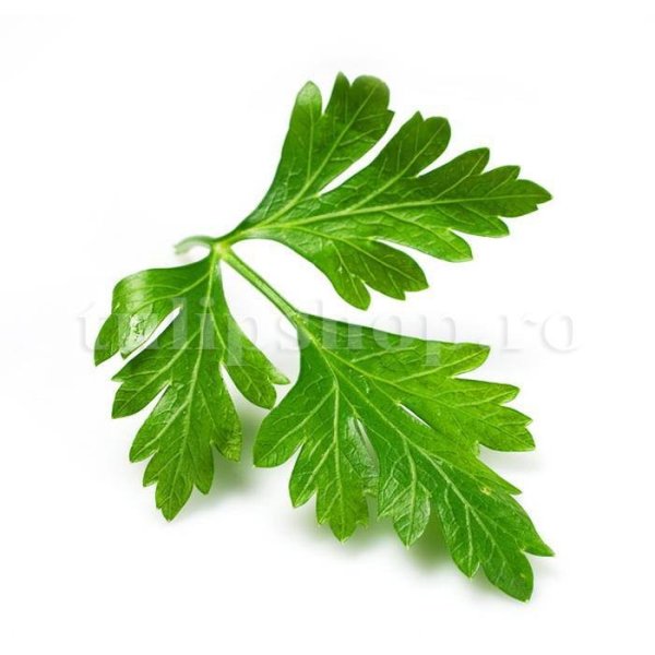 Parsley coriander