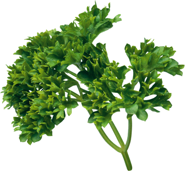 Приправы кинза петрушка