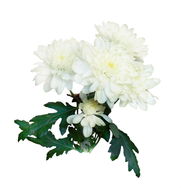 Хризантемы на прозрачном фоне