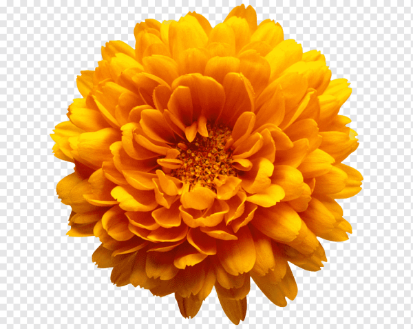 Оранжевый пион Хризантема