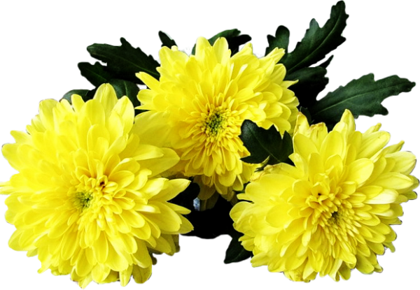 Хризантема одуванчик жёлтый