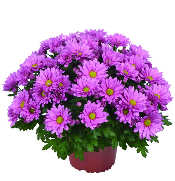 Хризантема Монтес